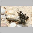 Philonicus albiceps - Sand-Raubfliege m08 17mm Teverener Heide.jpg